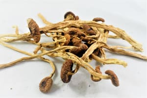 Panama cubensis magic mushrooms for delivery discreetly in Canada.