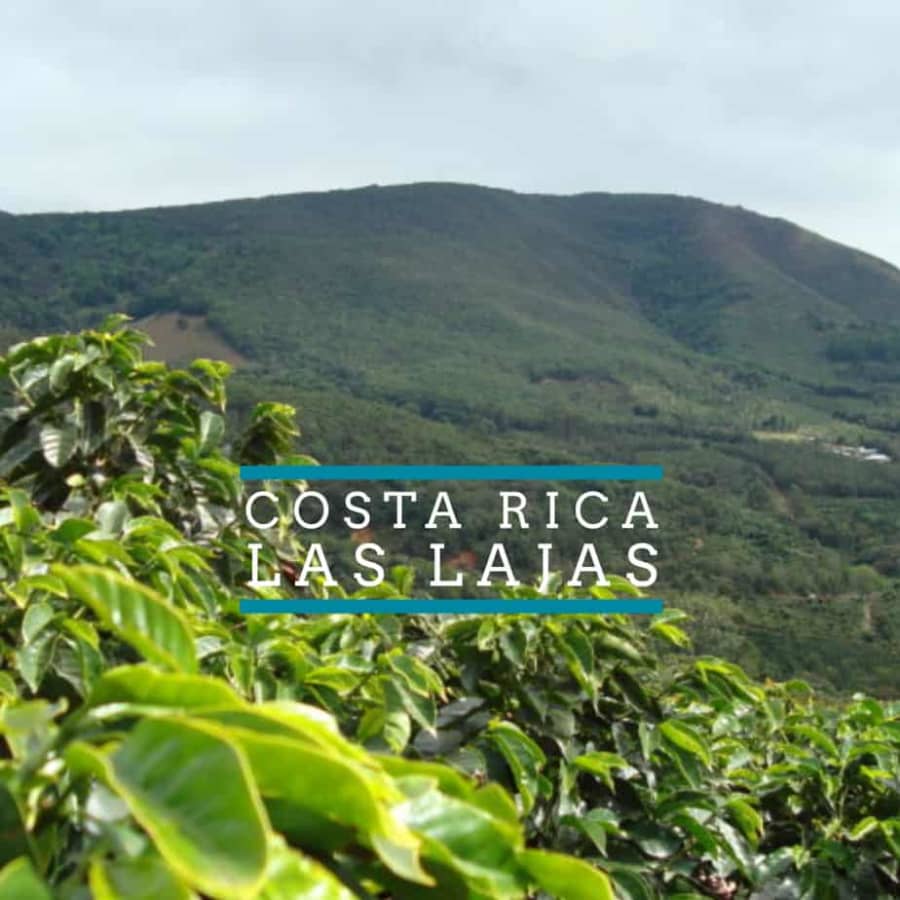 Las Lajas | Badger & Dodo Boutique Coffee Roasters