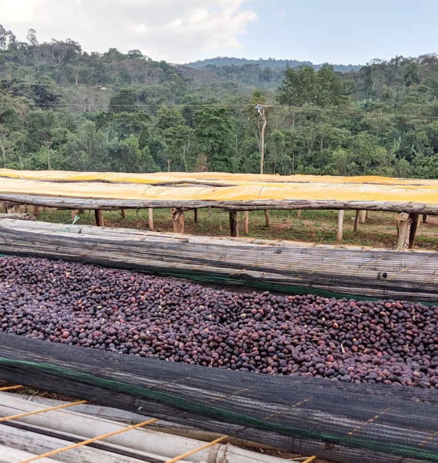 Ethiopia Yirgacheffe Micro Lot - Ultra Rare Special Honey Hybrid Process | ROOT 86 COFFEE