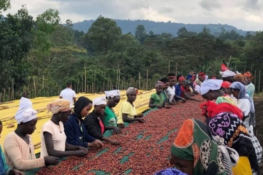 Ethiopia Biloya | Sabins Coffee