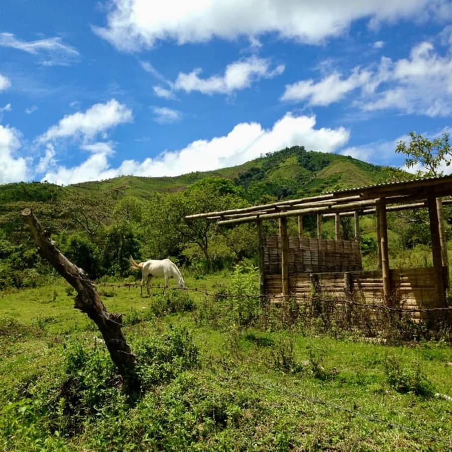 Colombia La Chorrera Natural Pink Bourbon | Hasbean