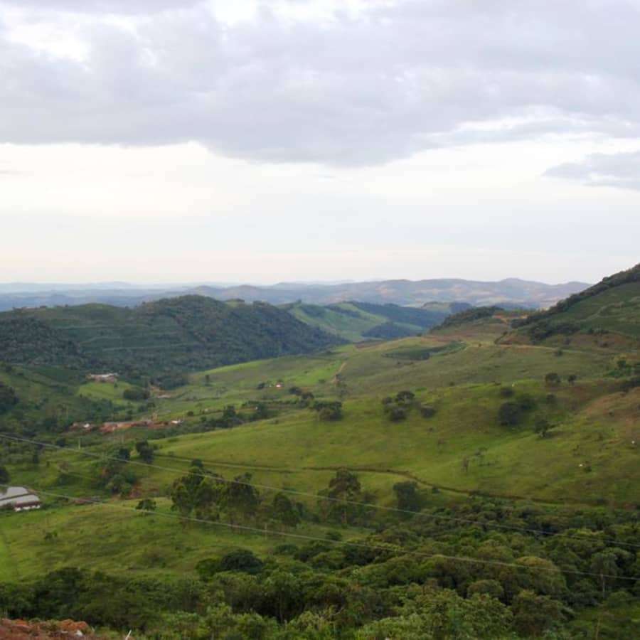 Brazil Fazenda Inglaterra Natural Yellow Catuai | Hasbean