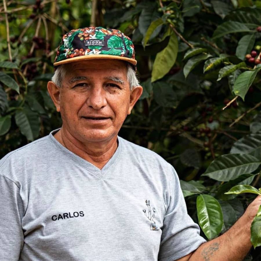 Bolivia Don Carlos | Hasbean