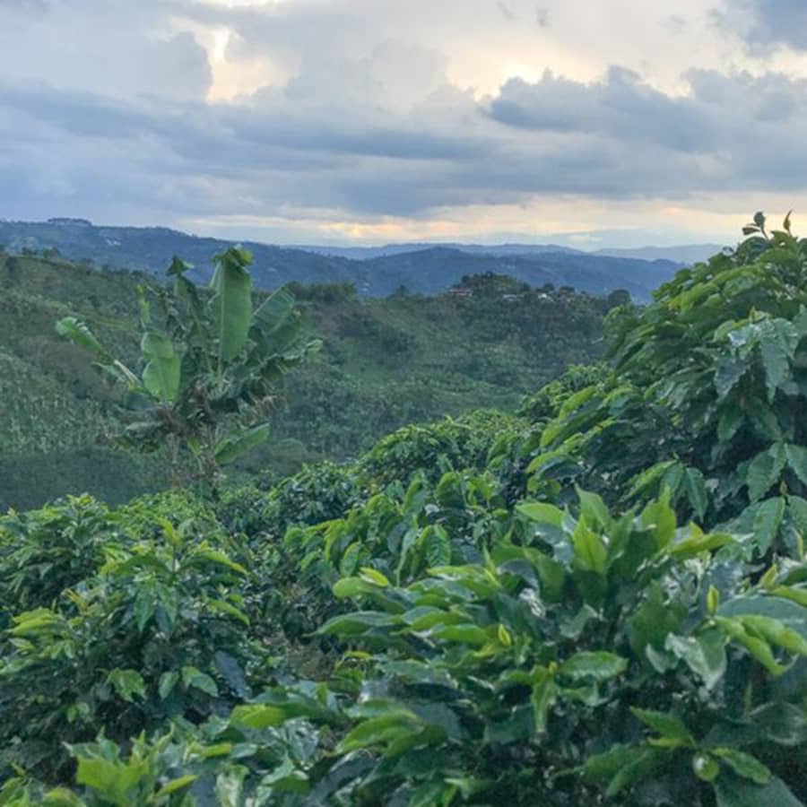 Colombia / El Meson | Thomson's Coffee