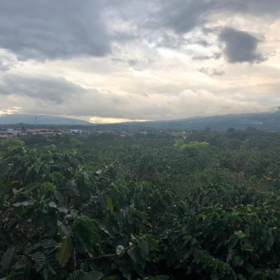 Costa Rica / San Antonio | Thomson's Coffee