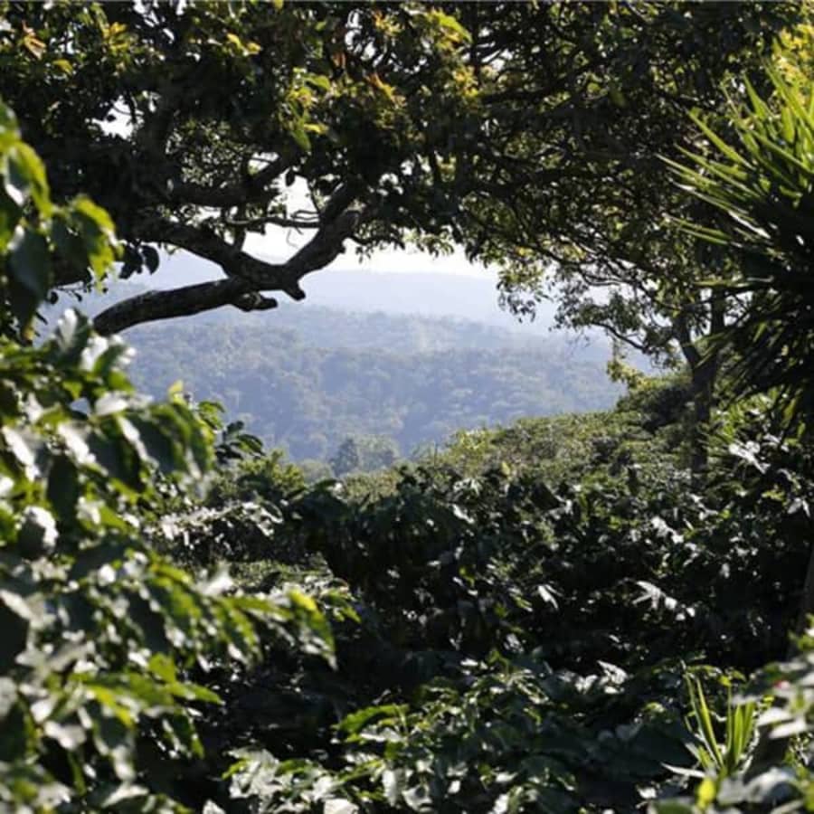 El Salvador / San Ernesto | Thomson's Coffee