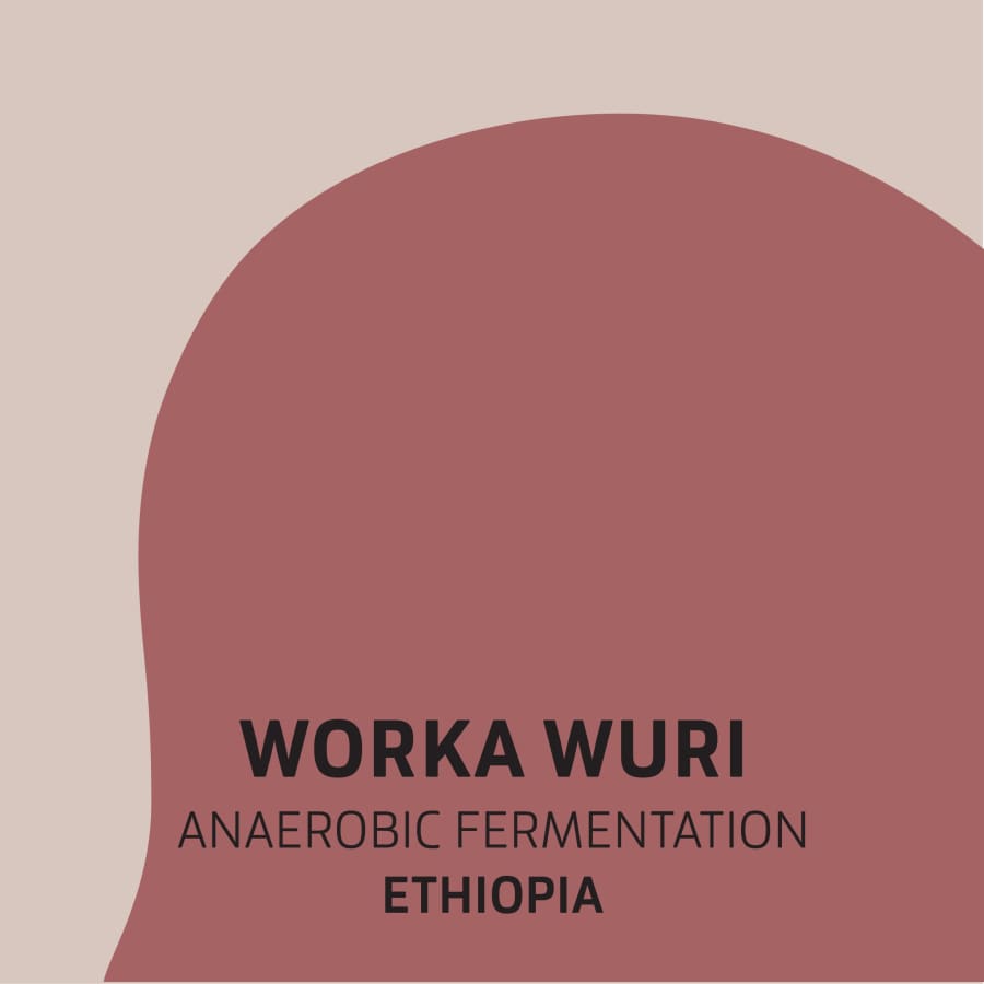 Worka Wuri Anaerobic | Fortitude Coffee