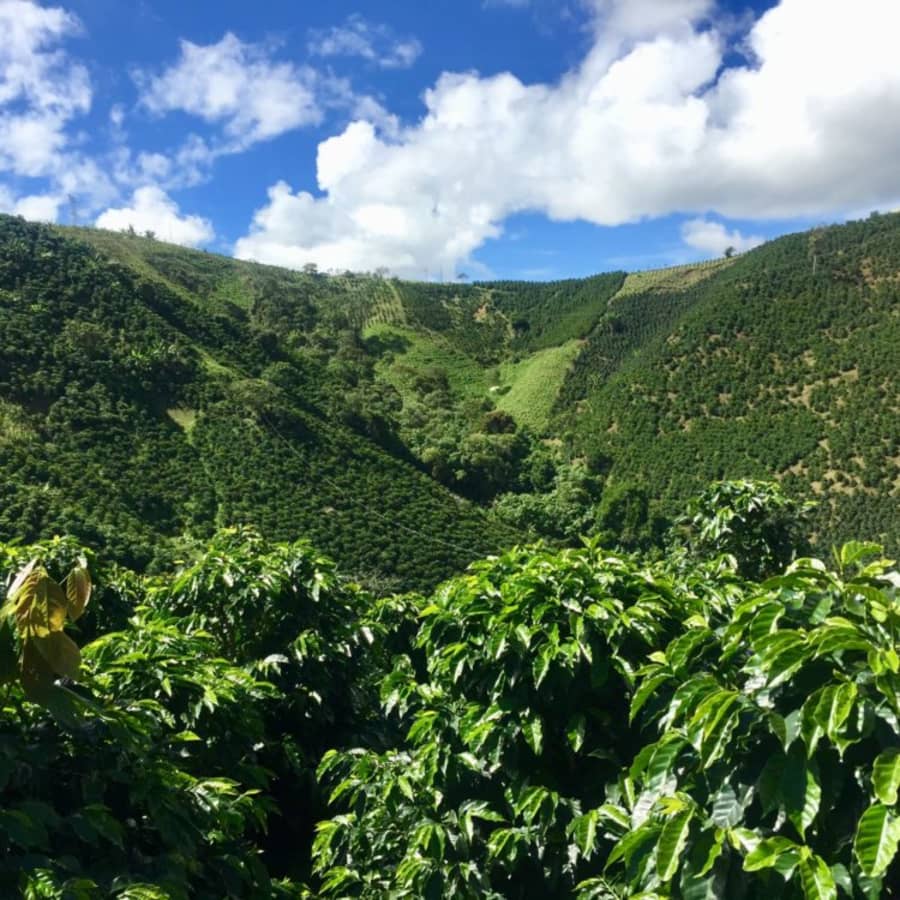 Decaf Colombia Aponte “Honey Process” | Old Soul Co.