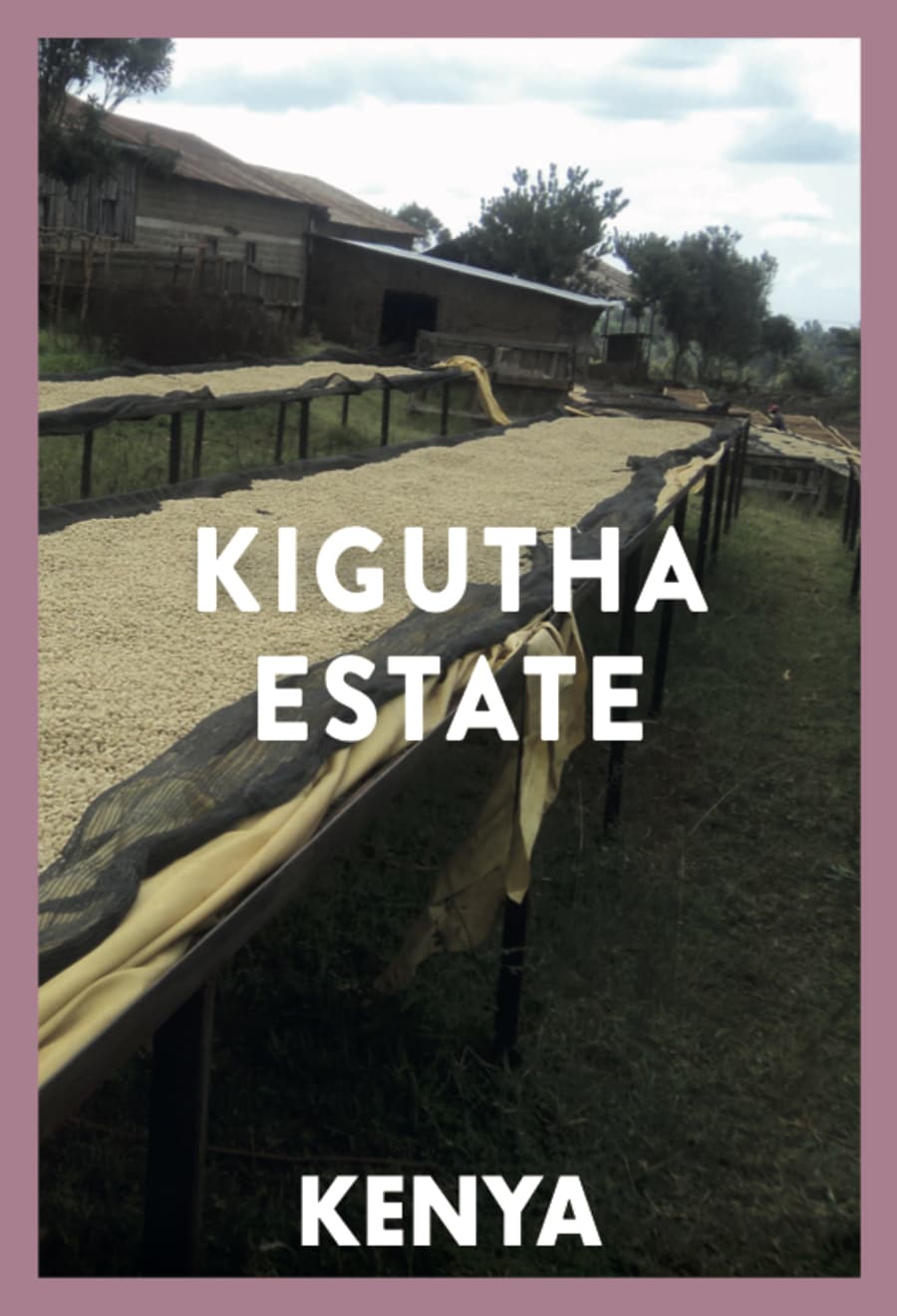 Kigutha Estate | Coffee Factory