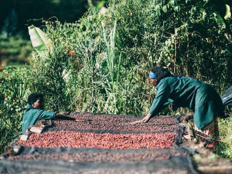 Rwanda Bwishaza Natural Micro Lot | Sabins Coffee