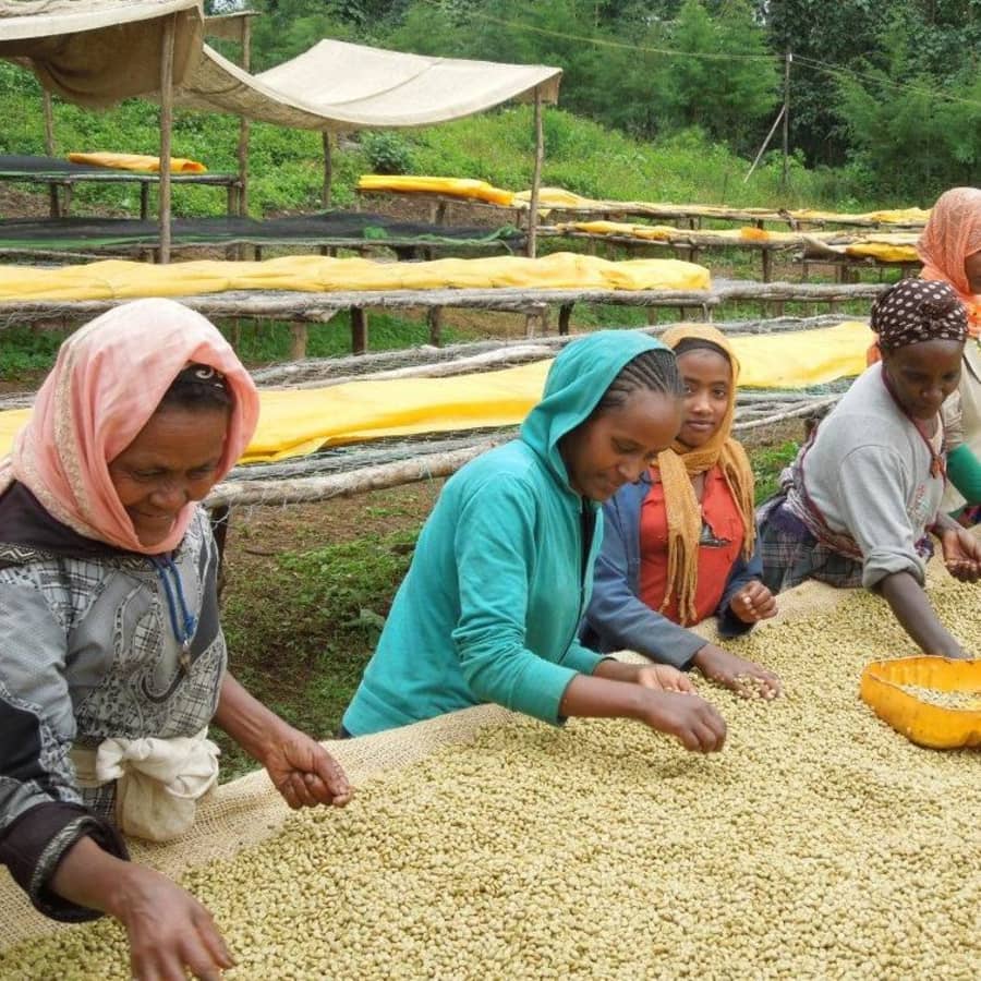 Ethiopia - Haru | Thomson's Coffee