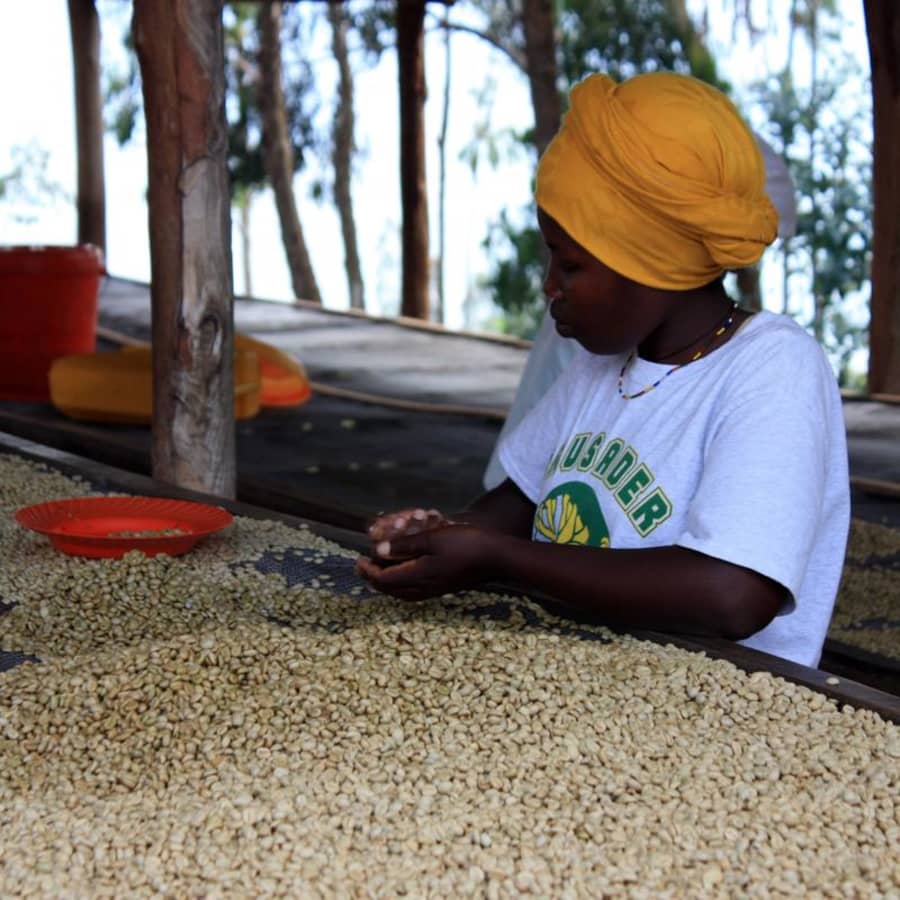 Rwanda - Musasa Nkara | Thomson's Coffee