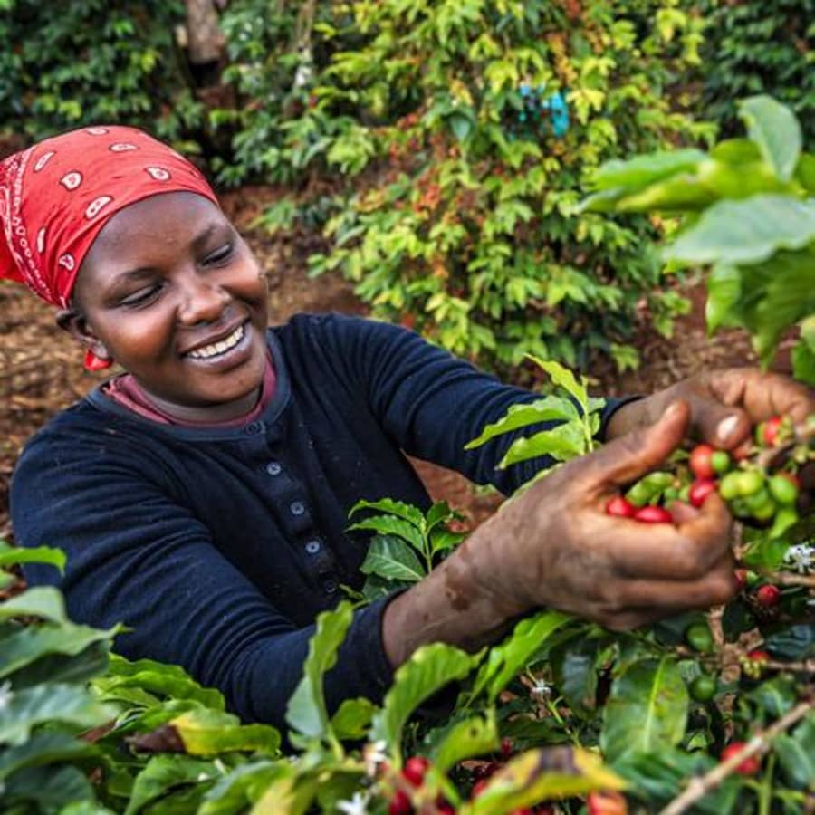 Kenya Samburu Estate AA | The Bean Shop