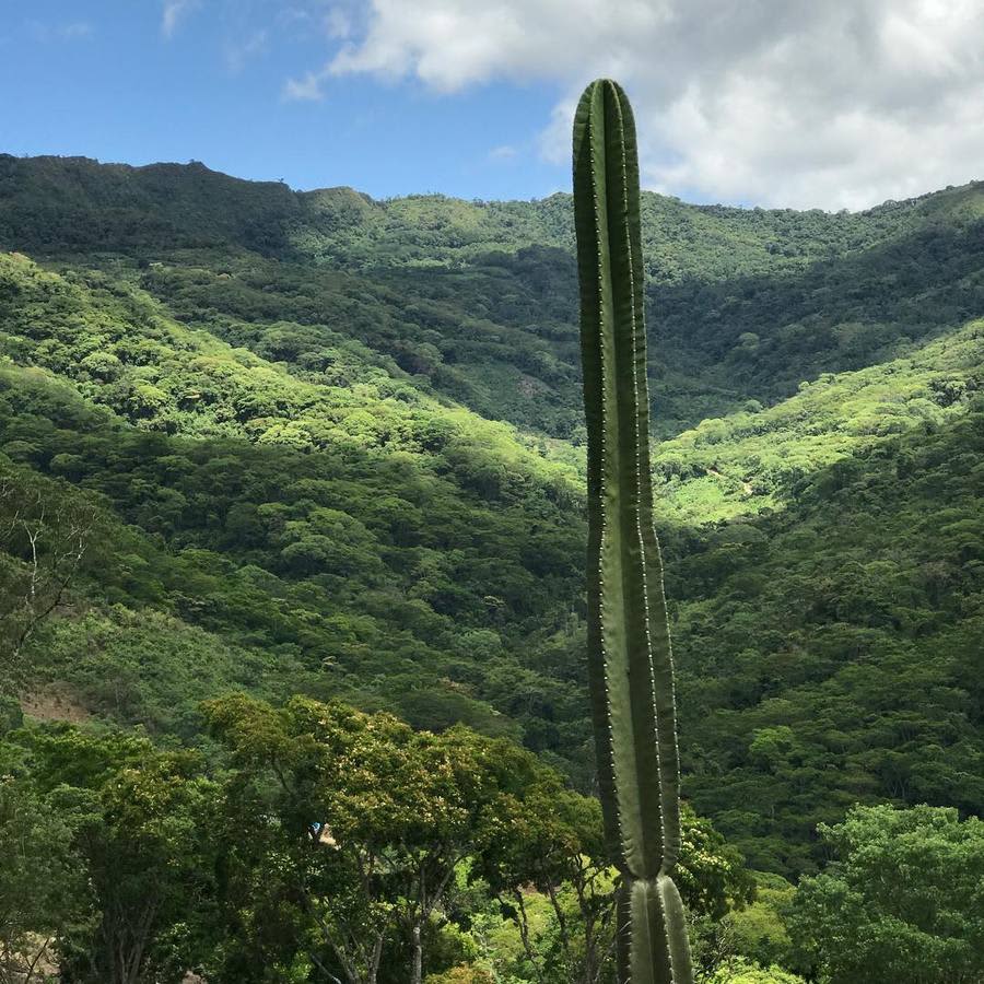 Bolivia Floripondio Kisa Natural | Hasbean