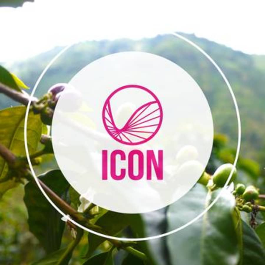 Icon 06, Fidel Huancas Cup of Escellence Lot | PLOT Roasting