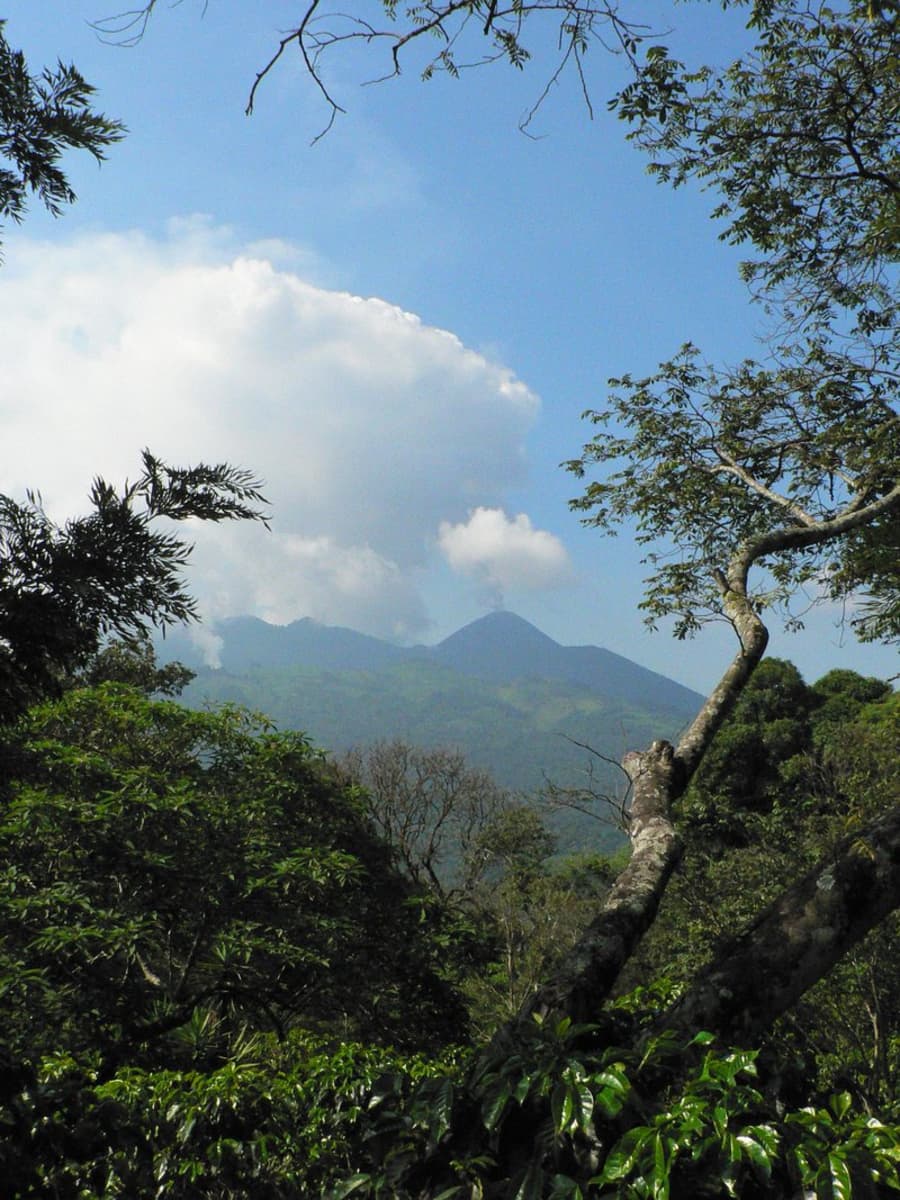 Guatemala Finca El Bosque Amatitlan Bourbon | Coffee Compass