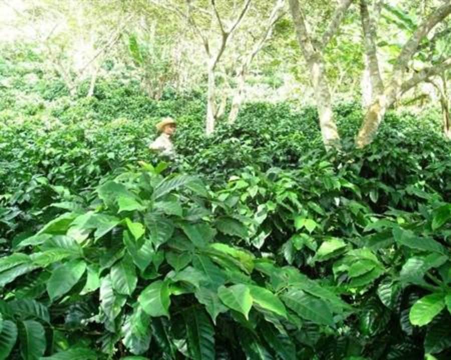 Honduras Cerro Azul Red Catuai | Coffee Compass