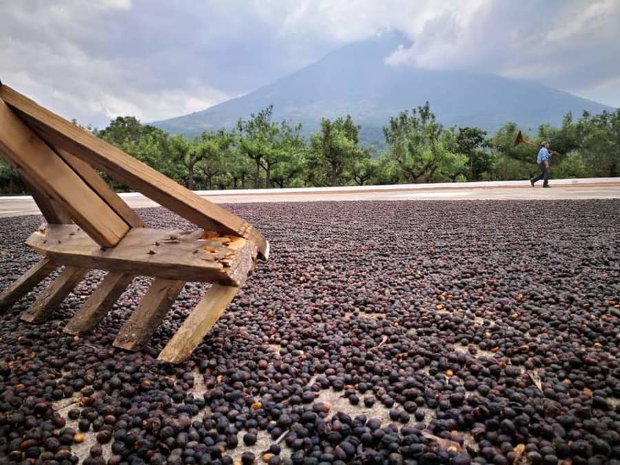 Guatemala Finca Los Jocatales Natural Process | Coffee Compass