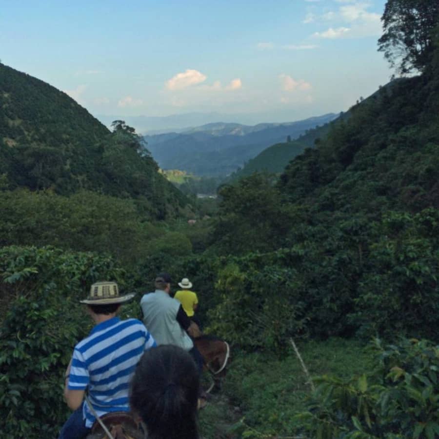 Colombia Finca Las Mercedes La Isla | Coffee Compass