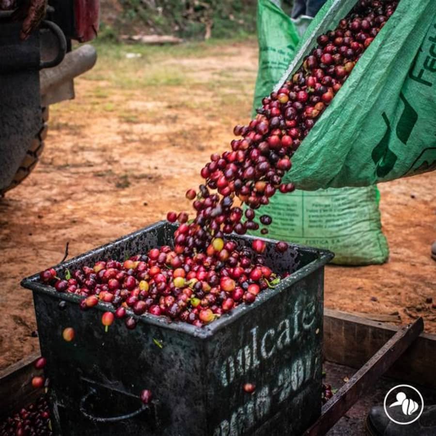 La Pastora Anaerobic Natural | Crankhouse Coffee