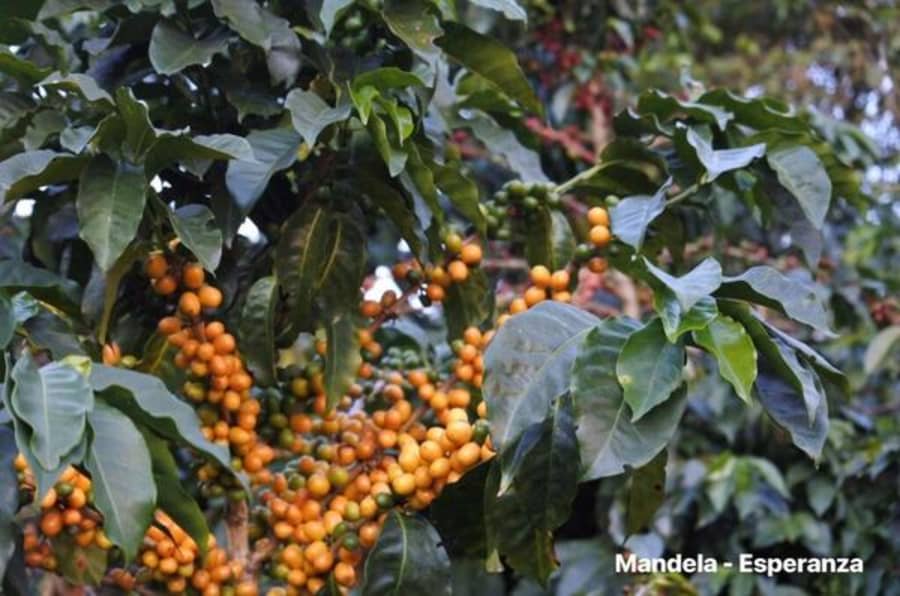 La Esperanza Mandela Natural | Crankhouse Coffee