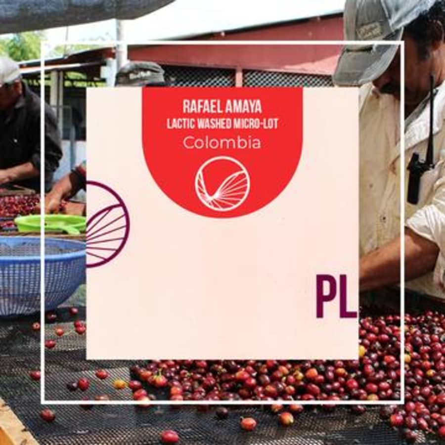 Rafael Amaya, Lactic Washed Micro-Lot | PLOT Roasting