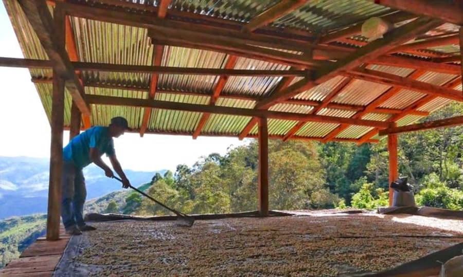 Peru La Naranja La Coipa | Coffee Compass