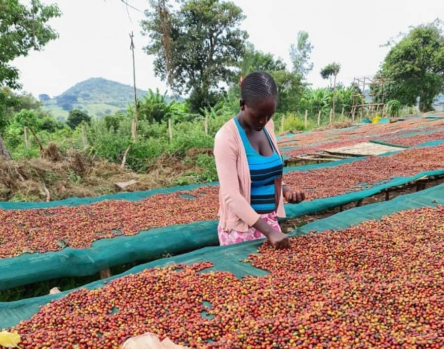 Ethiopia Debeka Farm Natural | Sabins Coffee