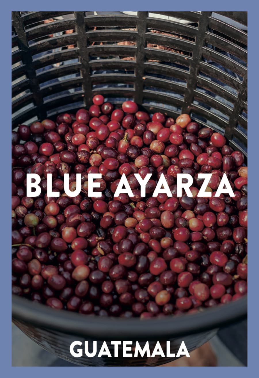 Guatemala Blue Ayarza | Coffee Factory