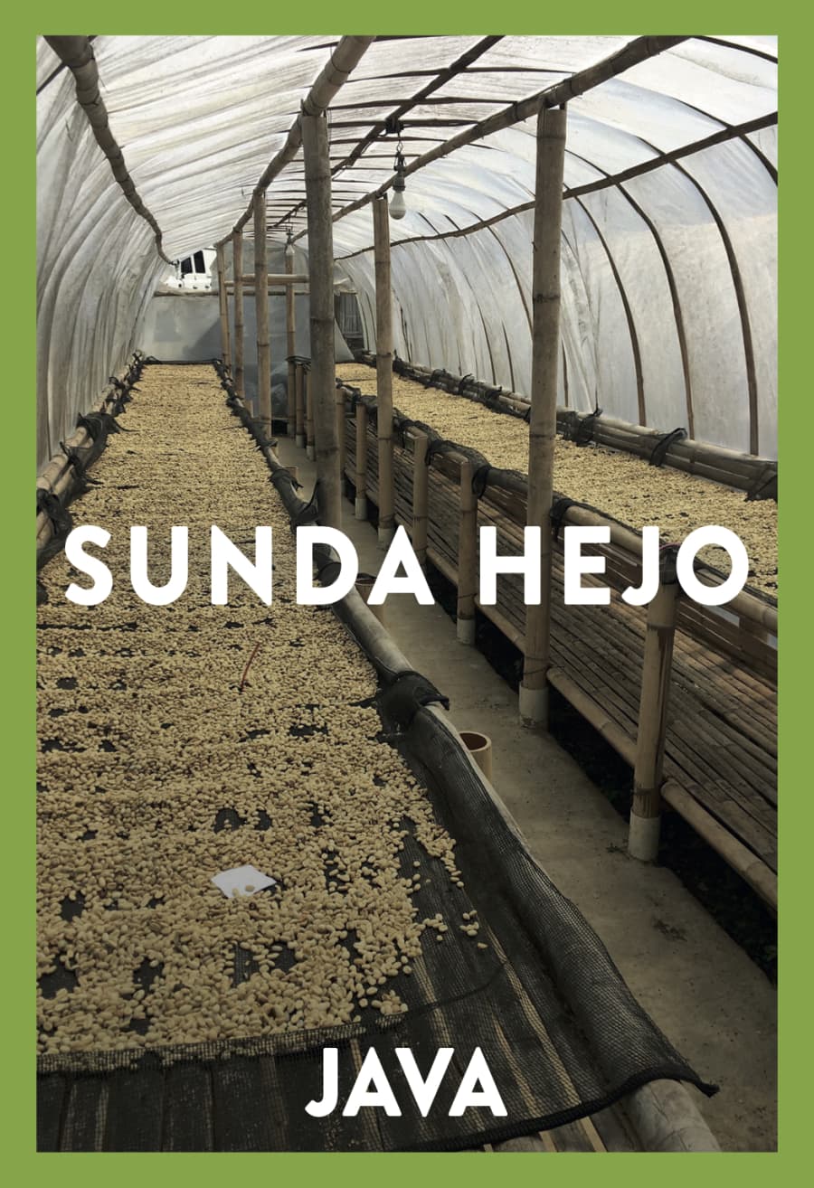 Java Sunda Hejo | Coffee Factory