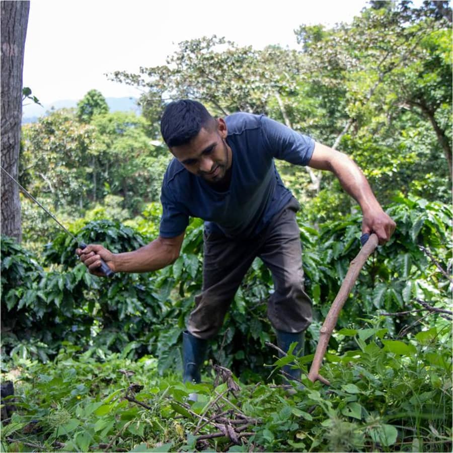 Nicaragua - Los Bucaros | Poblado Coffi