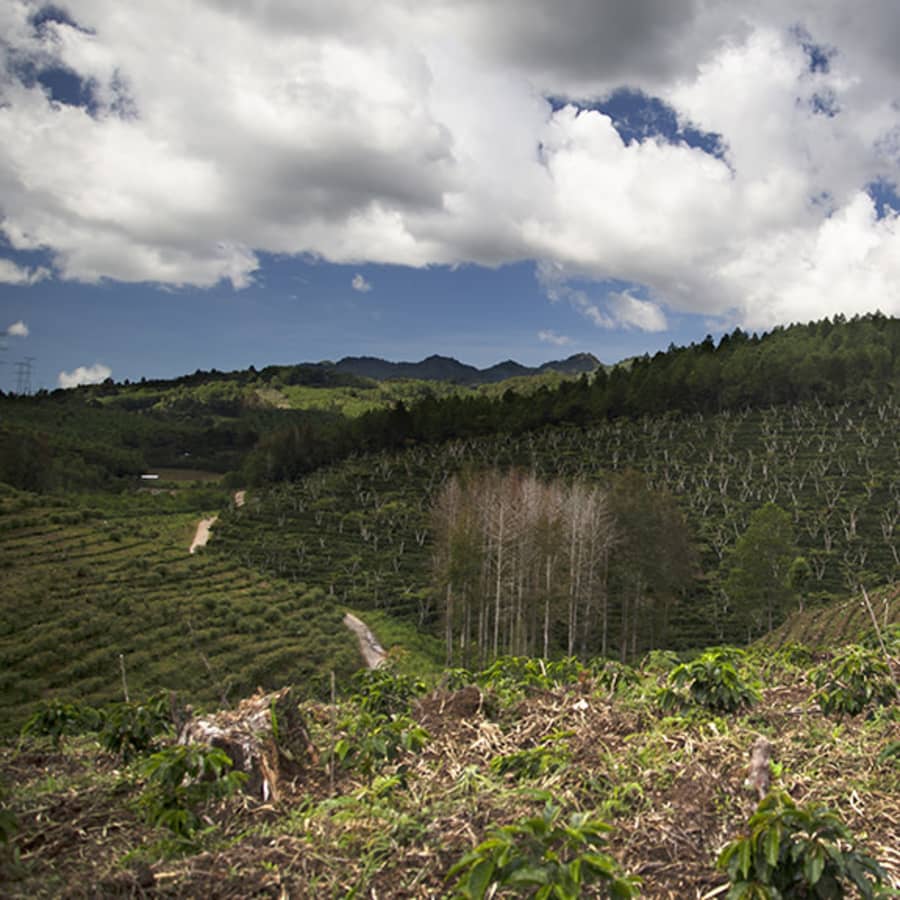 Guatemala El Injerto SL-28 | Blue Bottle Coffee