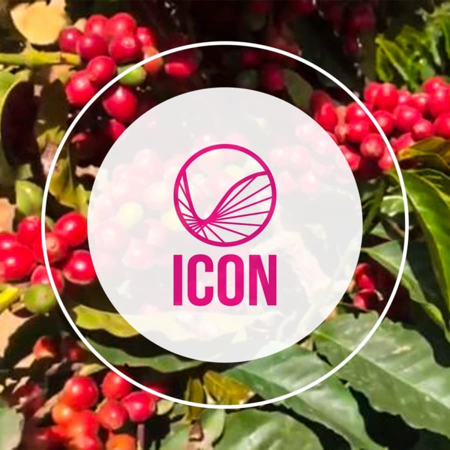 Icon 12 Ja'adi Peaberry Yemen | PLOT Roasting