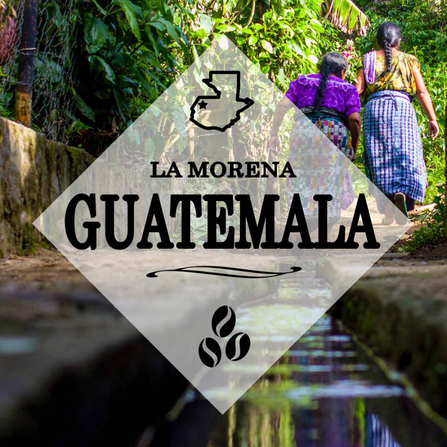 Guatemala La Morena | Strigo Coffee