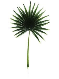 Planta color verde oscuro...