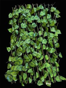 Barrera Hoja grande 120CM M1