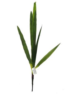 Hoja de planta delgada 75cm...
