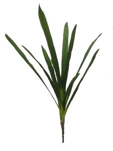Hoja de planta delgada 75cm...