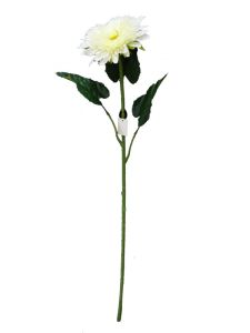 非洲菊 白 90cm _ Gerbera blanco...