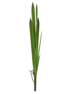 Hoja de planta delgada 70cm...