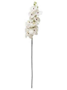 蝴蝶兰K7 全白100cm _ Orquídea...