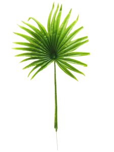 Planta color verde claro...