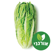 <!--begin:cleartext-->ממגוון חסה אורגנית יחידה גרין2 יח' ב- 13.90₪<!--end:cleartext-->