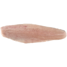 פילה דג פורל לבן טרי