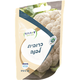 זרעי כרובית לבנה