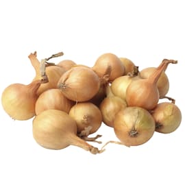 בצל שלוט