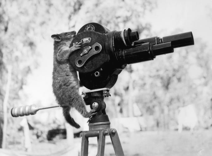An Australian possum climbing a movie camera