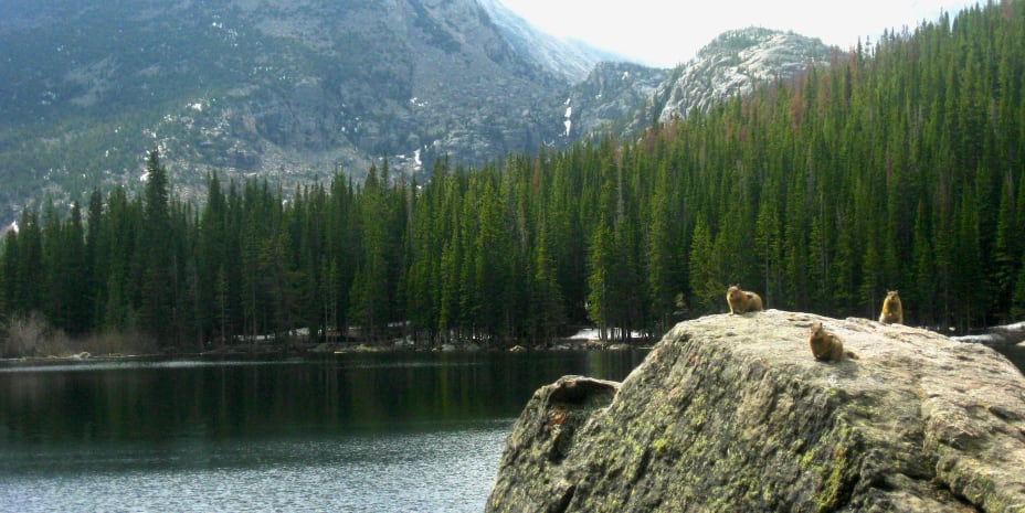 Chipmunks checking me out from a boulder in front of Bear Lake