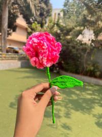 Carnation CUTIES - Image 1