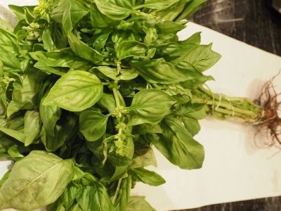 Farm Fresh Basil Plants